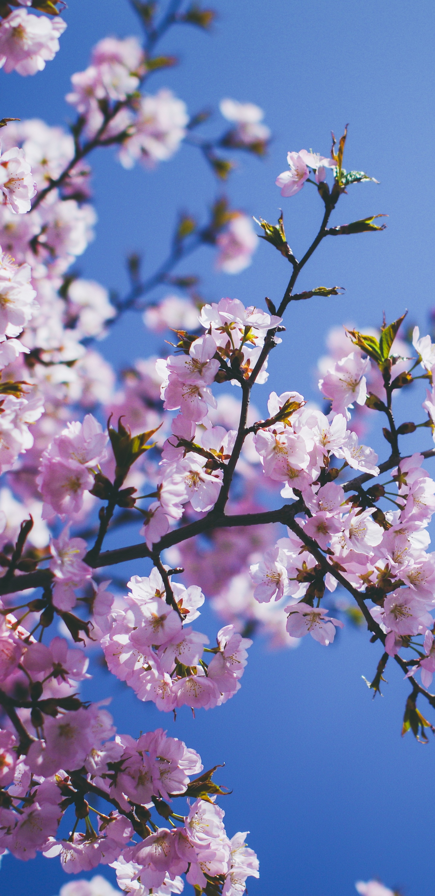 Pink and White Cherry Blossom Under Blue Sky During Daytime. Wallpaper in 1440x2960 Resolution