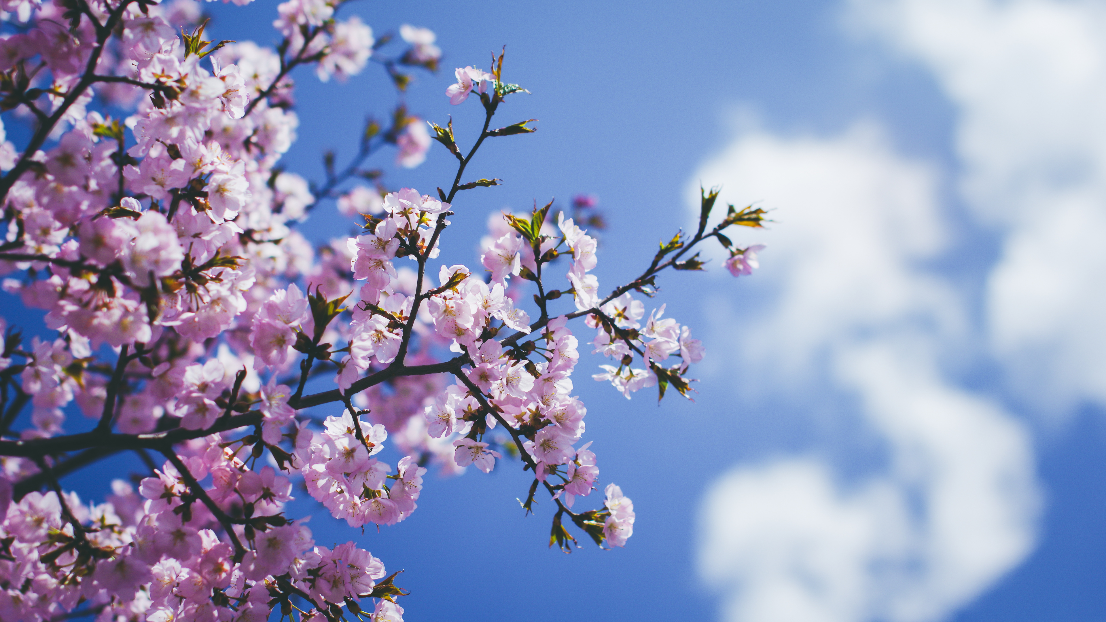 Pink and White Cherry Blossom Under Blue Sky During Daytime. Wallpaper in 3840x2160 Resolution