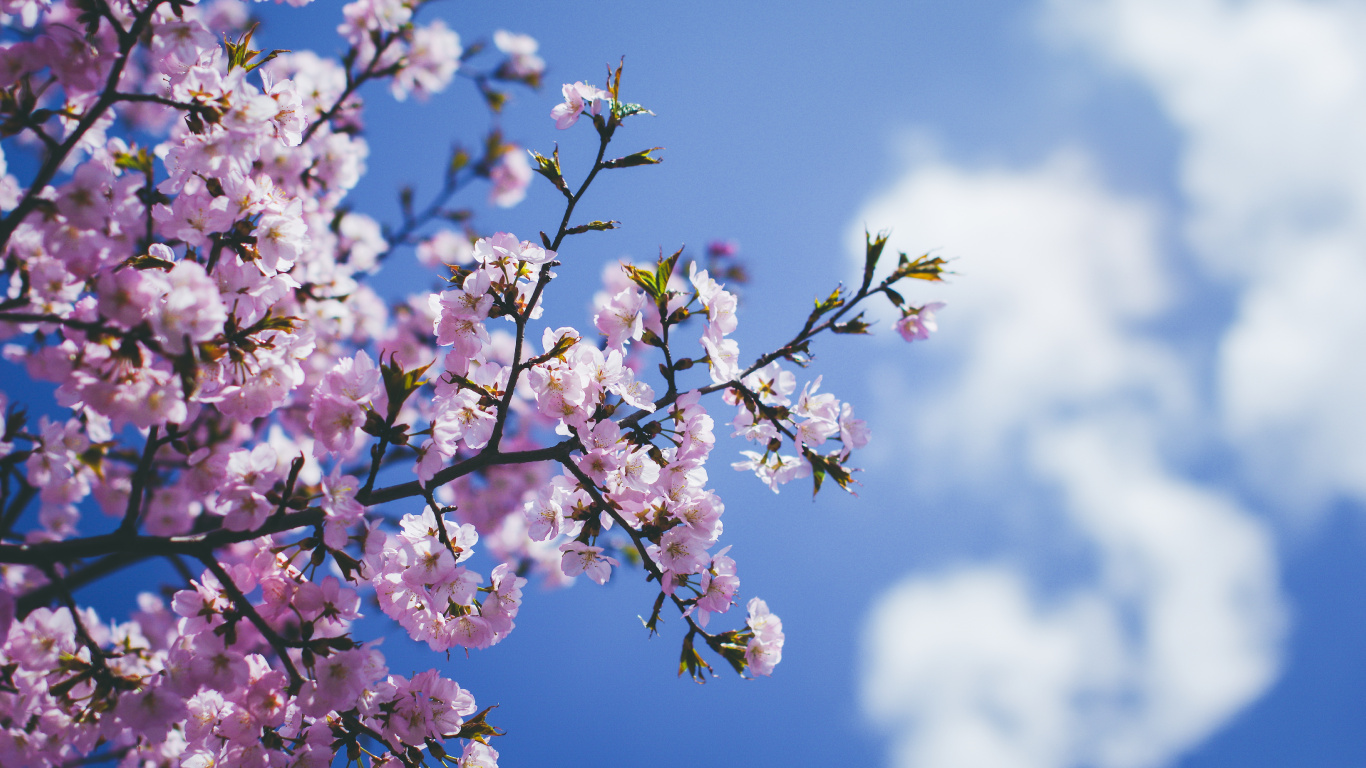 Flor de Cerezo Rosa y Blanca Bajo un Cielo Azul Durante el Día. Wallpaper in 1366x768 Resolution