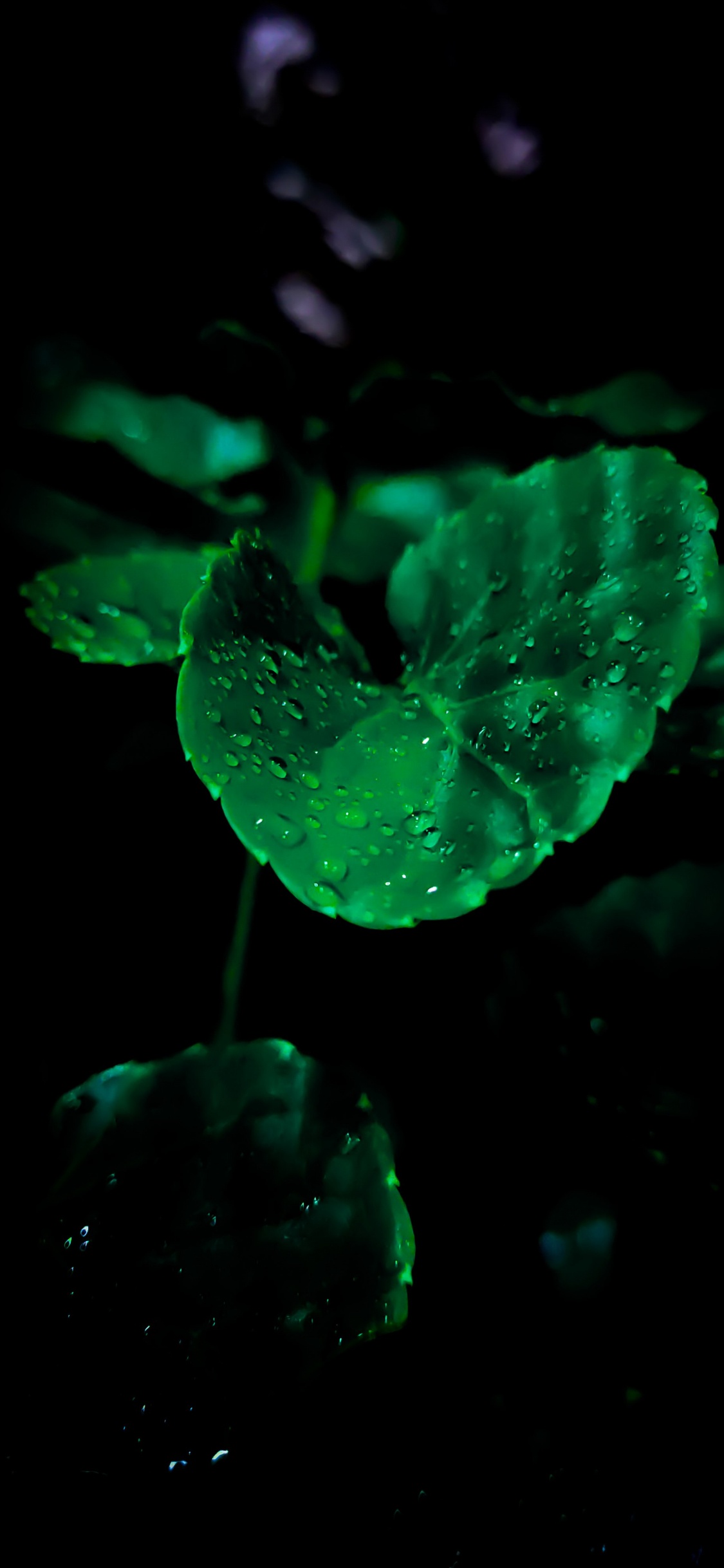 Amoled, OLED, Manzana, Android, Cuerpo de Agua. Wallpaper in 1125x2436 Resolution