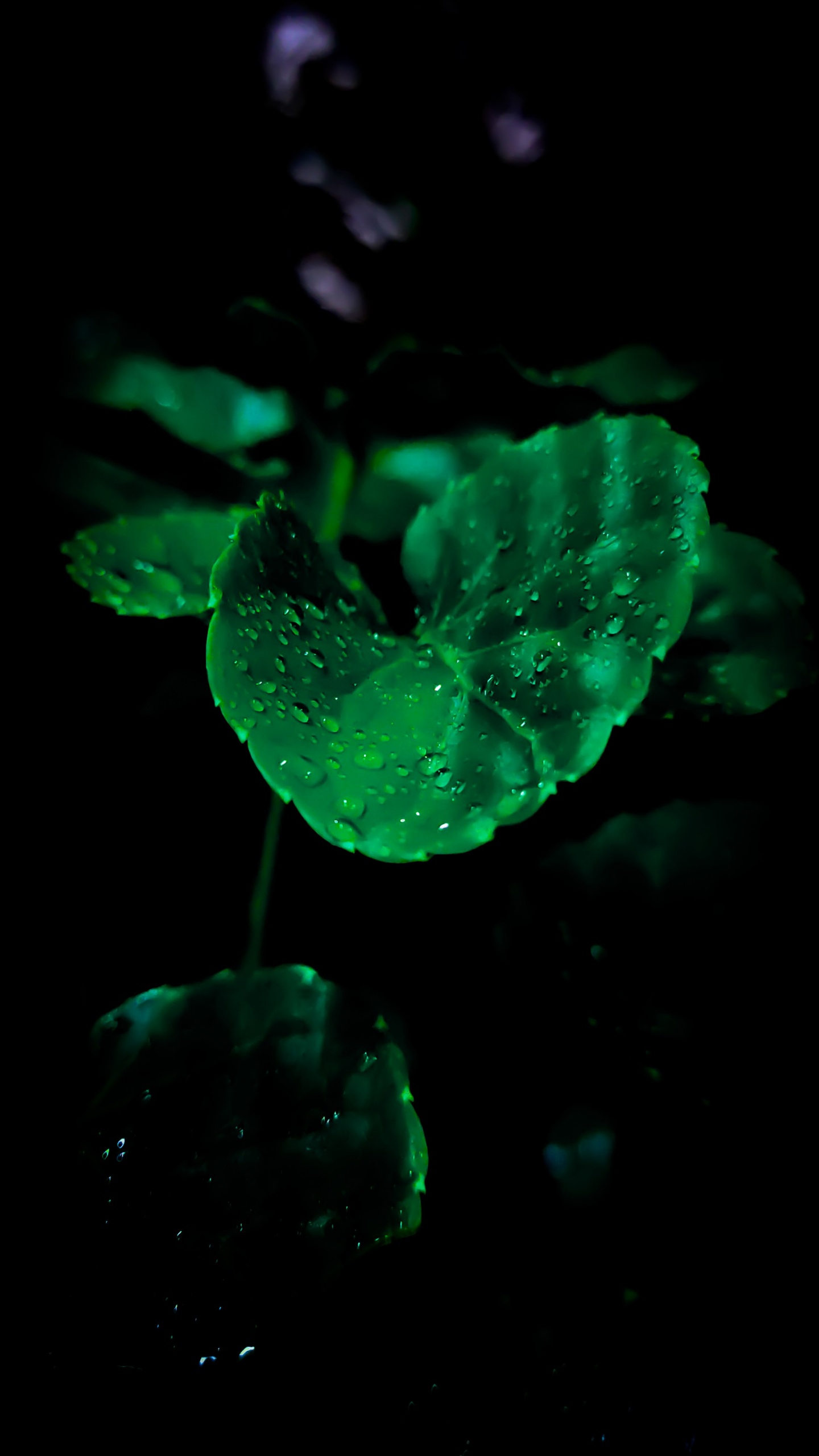 Amoled, OLED, Manzana, Android, Cuerpo de Agua. Wallpaper in 1440x2560 Resolution