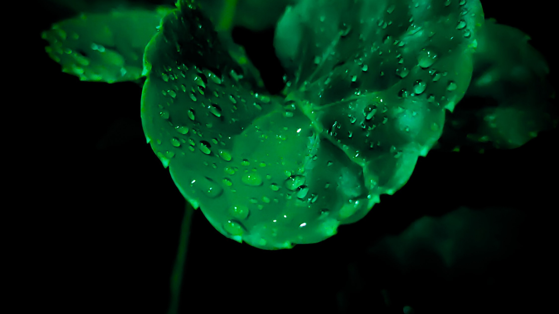 Amoled, OLED, Manzana, Android, Cuerpo de Agua. Wallpaper in 1920x1080 Resolution