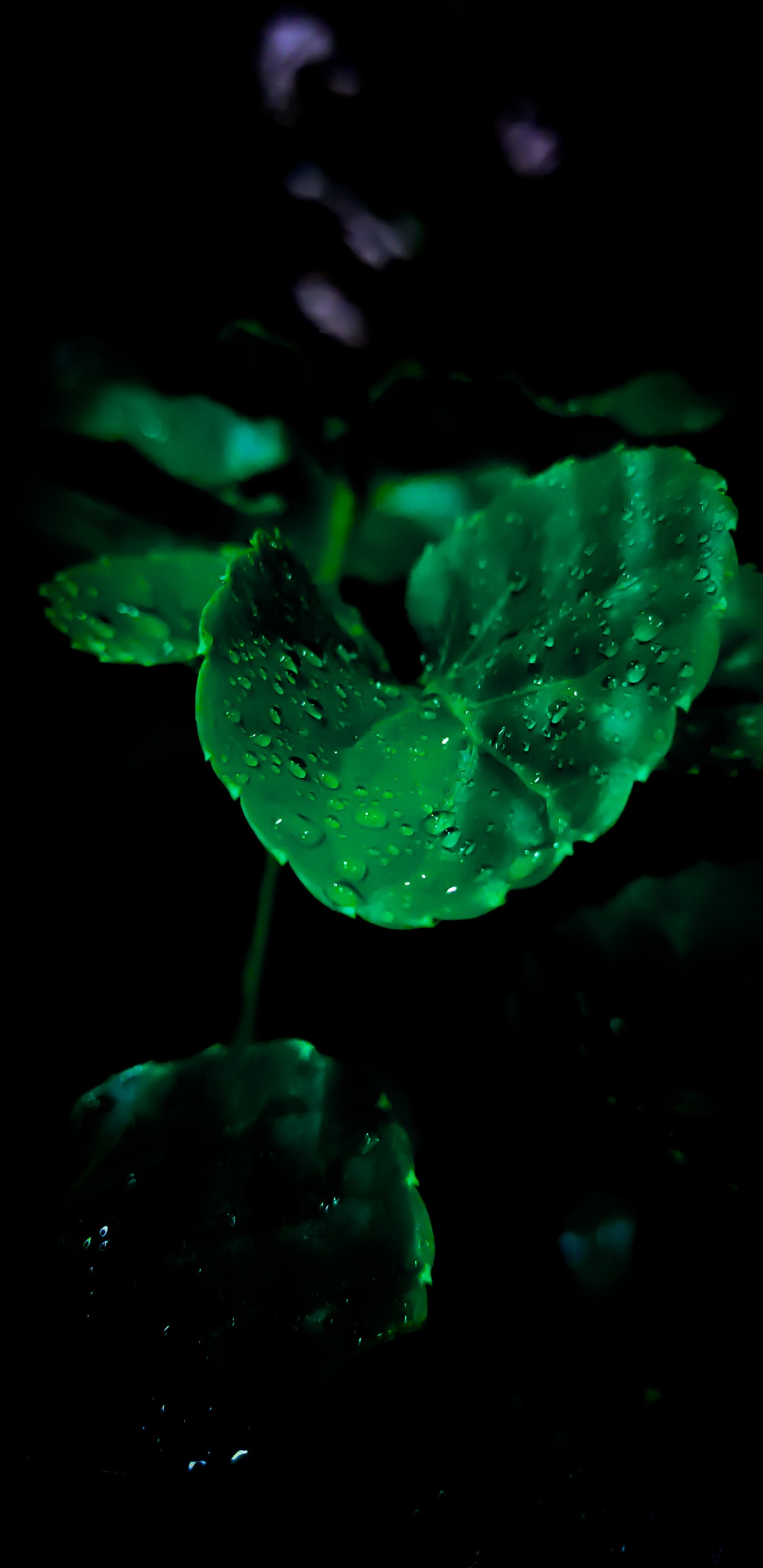 内, OLED, 苹果, 安卓, 人体内的水 壁纸 1440x2960 允许