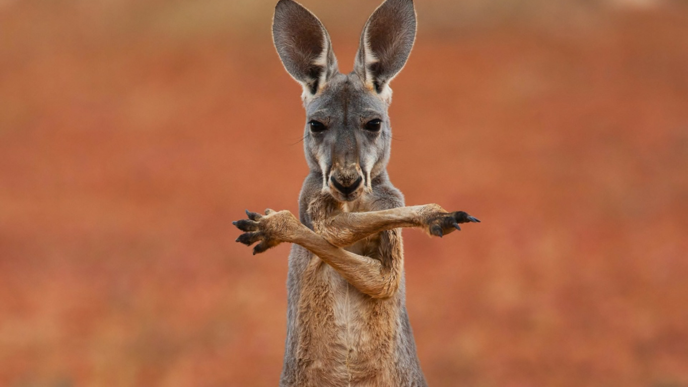 Brown Kangaroo in Close up Photography. Wallpaper in 1366x768 Resolution