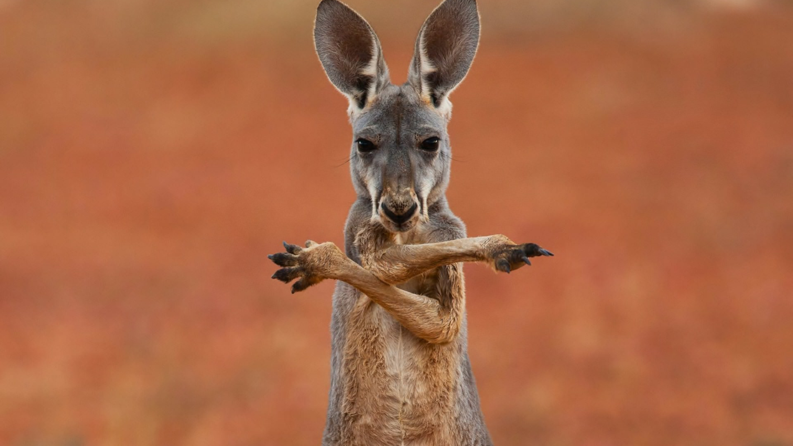 Brown Kangaroo in Close up Photography. Wallpaper in 2560x1440 Resolution