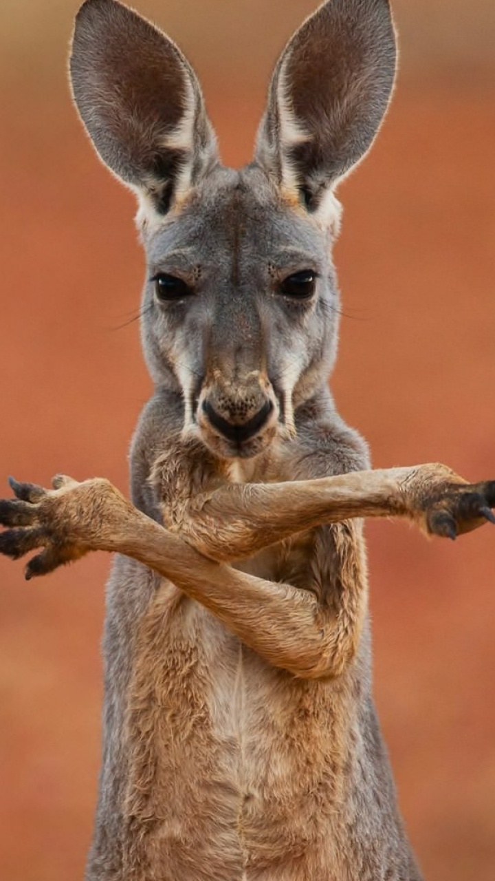Brown Kangaroo in Close up Photography. Wallpaper in 720x1280 Resolution