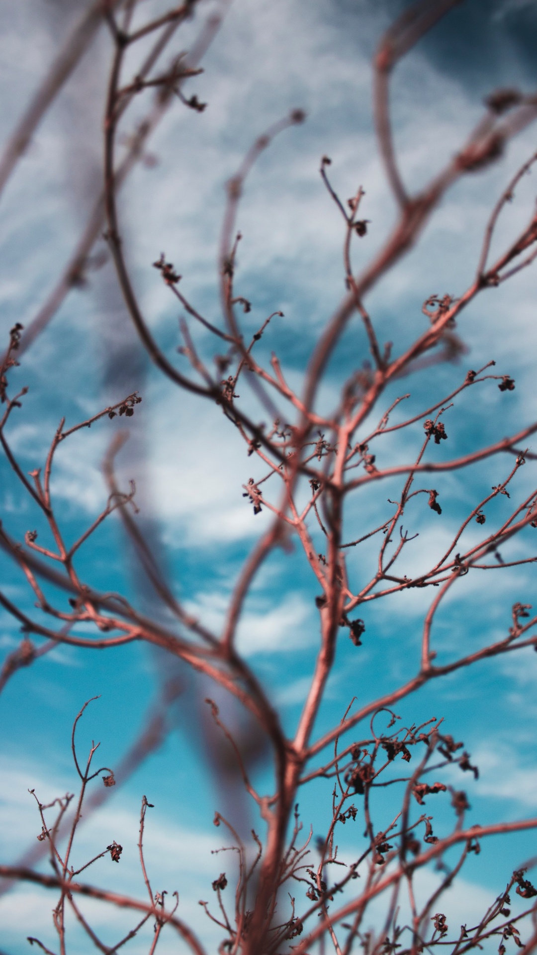 Plant Stem, Twig, Branch, Tree, Blue. Wallpaper in 1080x1920 Resolution