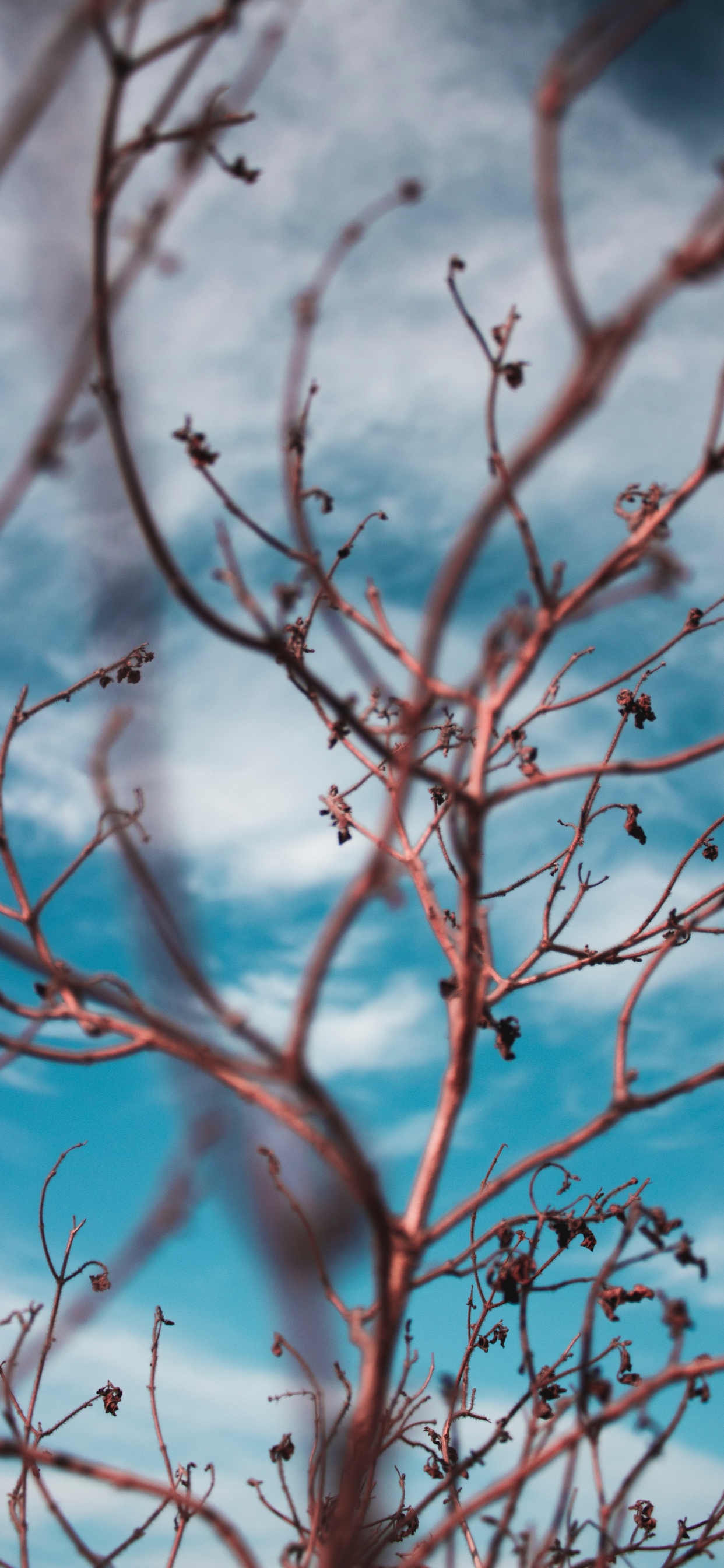 Plant Stem, Twig, Branch, Tree, Blue. Wallpaper in 1242x2688 Resolution