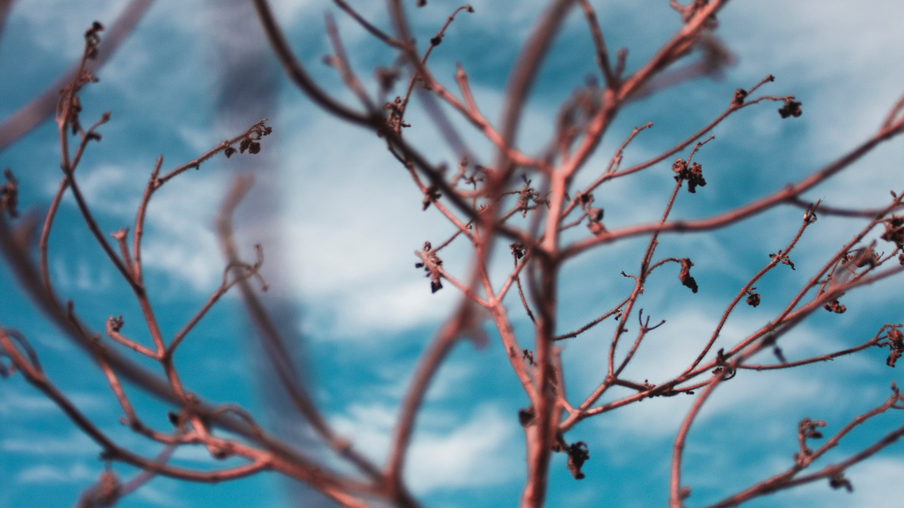 Plant Stem, Twig, Branch, Tree, Blue. Wallpaper in 1280x720 Resolution