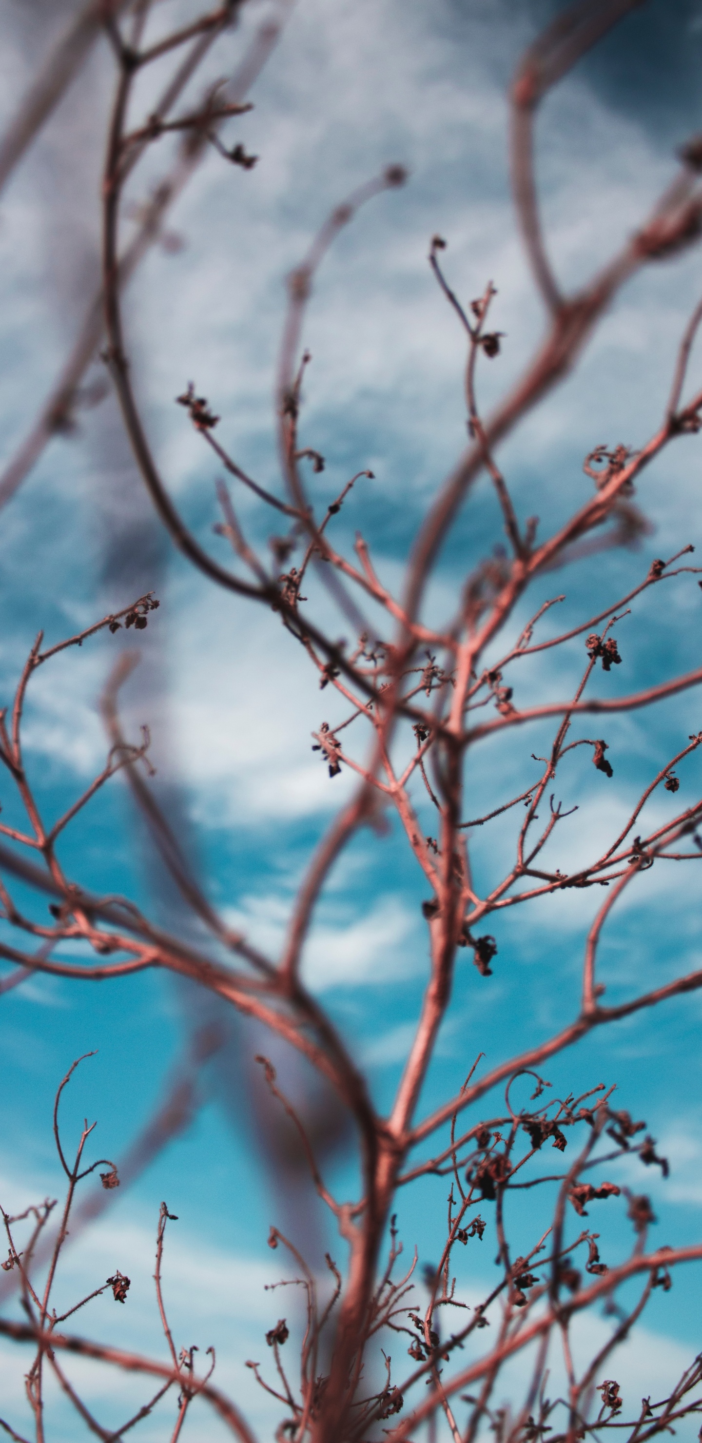 Plant Stem, Twig, Branch, Tree, Blue. Wallpaper in 1440x2960 Resolution
