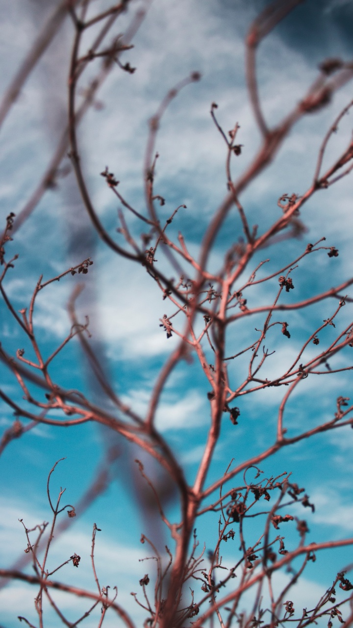 Plant Stem, Twig, Branch, Tree, Blue. Wallpaper in 720x1280 Resolution