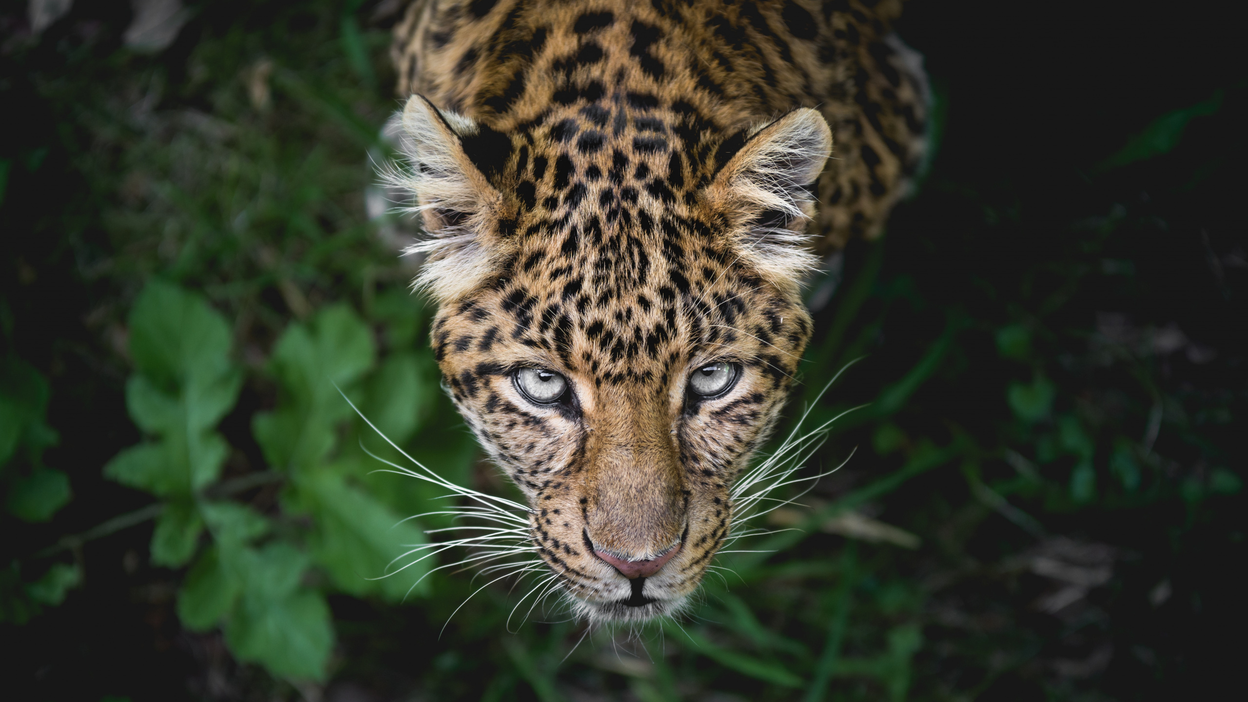 Leopardo Marrón y Negro en la Hierba Verde. Wallpaper in 2560x1440 Resolution