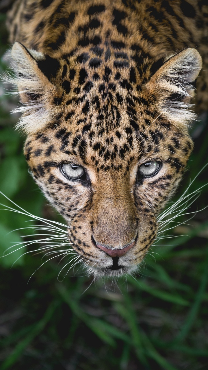 Leopardo Marrón y Negro en la Hierba Verde. Wallpaper in 720x1280 Resolution