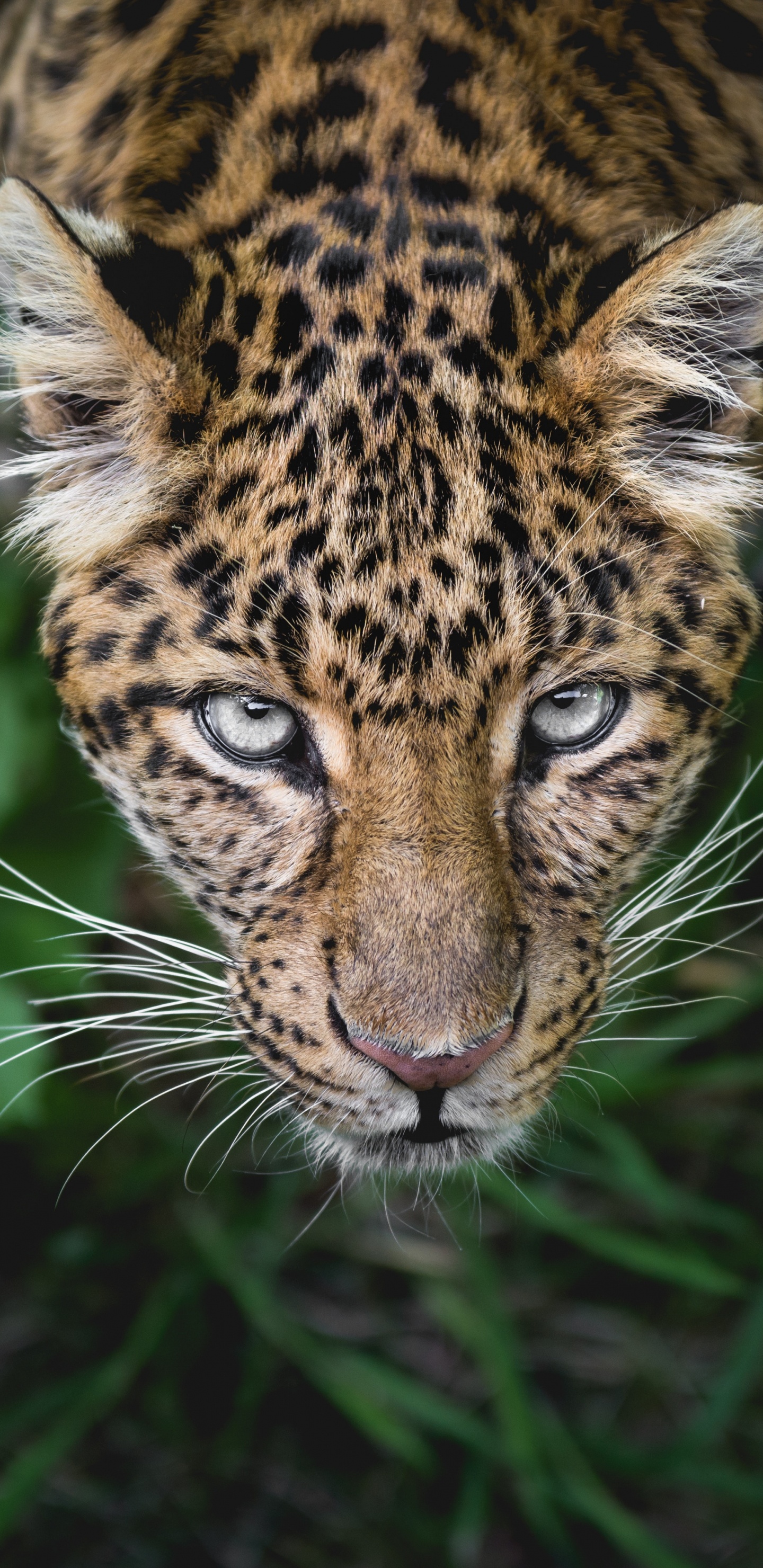 Brown and Black Leopard in Green Grass. Wallpaper in 1440x2960 Resolution