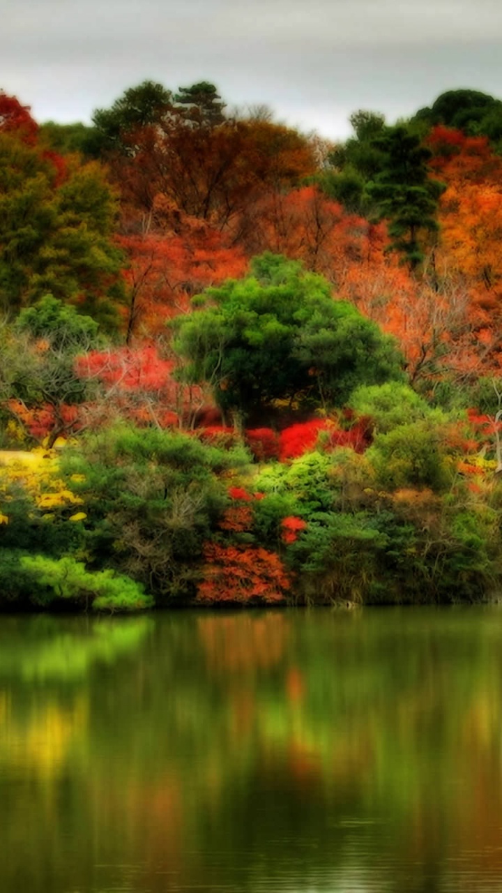 反射, 性质, 植被, 人体内的水, 秋天的叶的颜色 壁纸 720x1280 允许