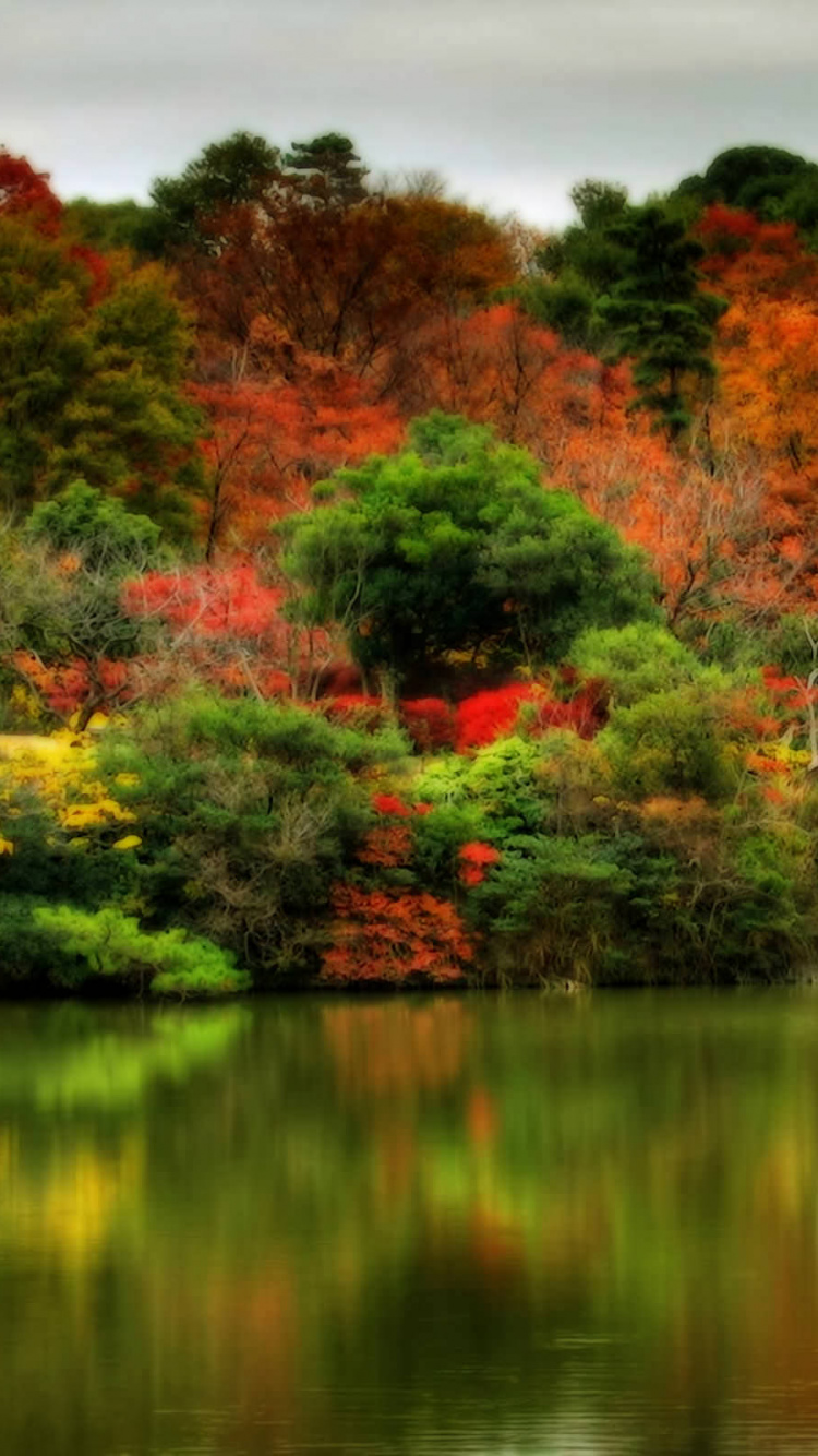 反射, 性质, 植被, 人体内的水, 秋天的叶的颜色 壁纸 750x1334 允许