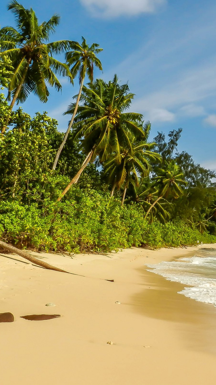 Palmera Verde en la Playa Durante el Día. Wallpaper in 750x1334 Resolution
