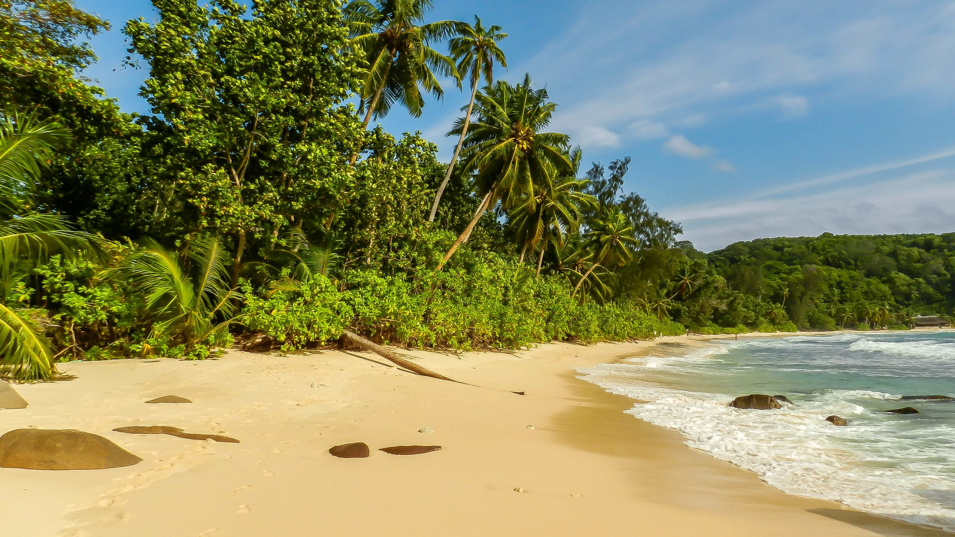 Green Palm Tree on Beach During Daytime. Wallpaper in 1920x1080 Resolution