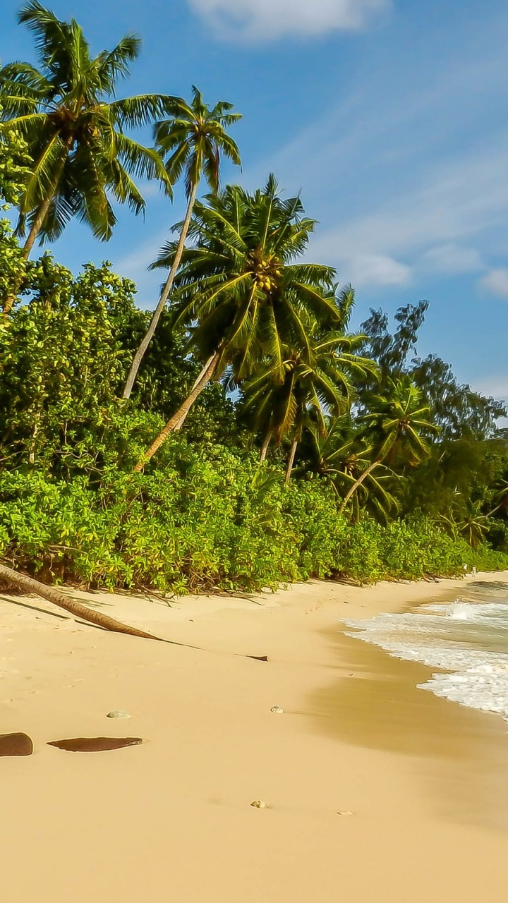 Green Palm Tree on Beach During Daytime. Wallpaper in 720x1280 Resolution