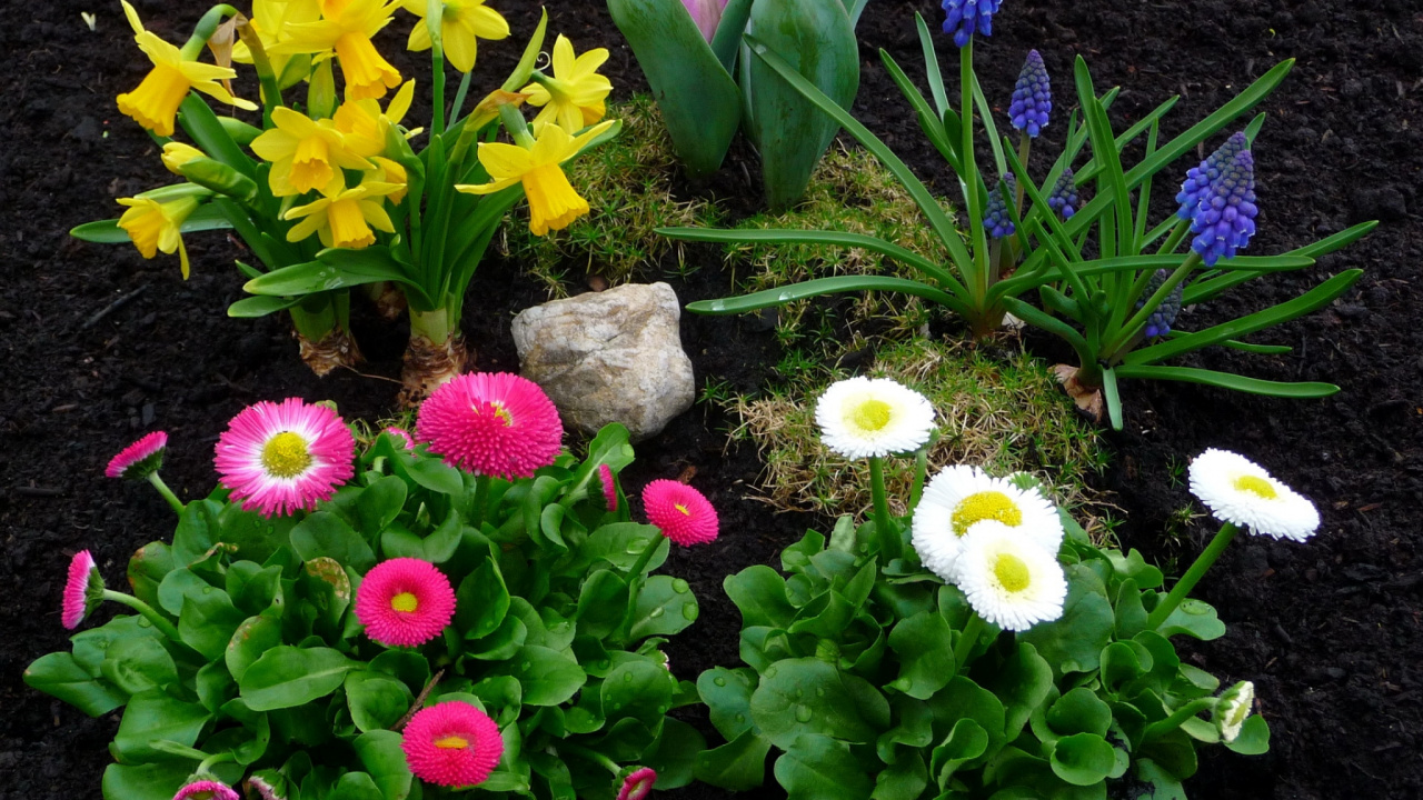 Yellow and Purple Flowers With Green Leaves. Wallpaper in 1280x720 Resolution