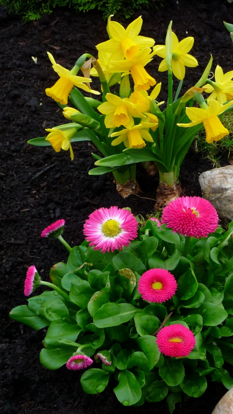 Yellow and Purple Flowers With Green Leaves. Wallpaper in 750x1334 Resolution