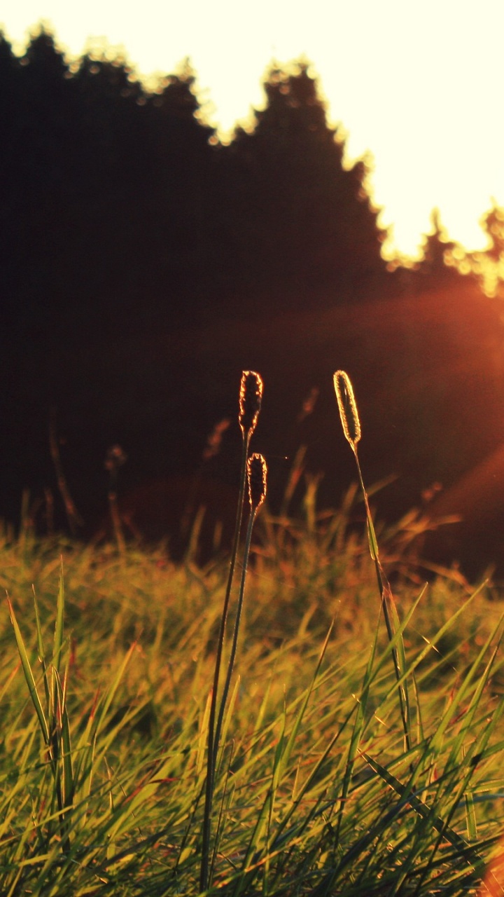 Green Grass Field During Sunset. Wallpaper in 720x1280 Resolution
