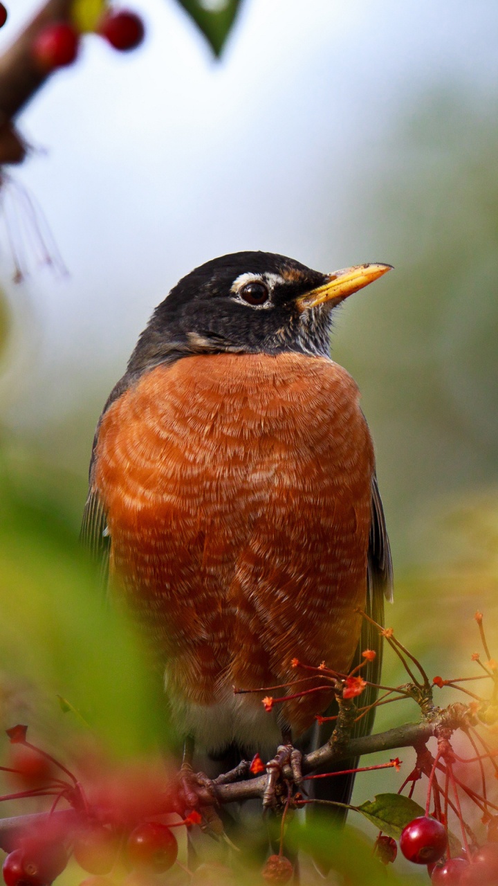 Pájaro Marrón y Negro en la Rama de un Árbol. Wallpaper in 720x1280 Resolution