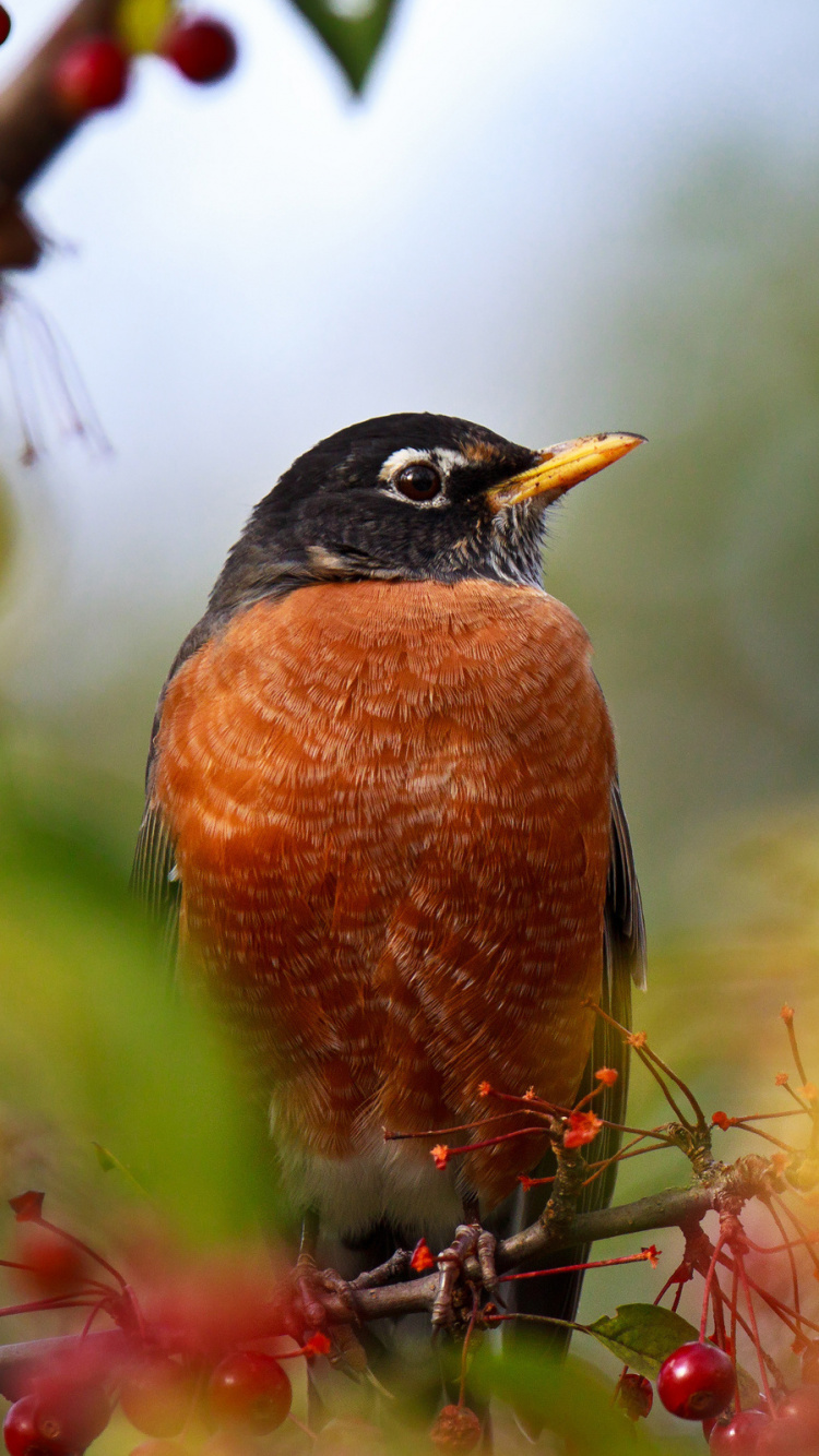 Pájaro Marrón y Negro en la Rama de un Árbol. Wallpaper in 750x1334 Resolution