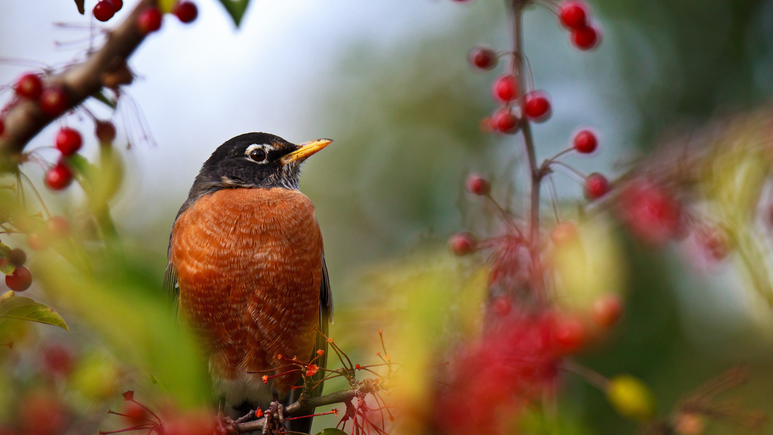 Brown and Black Bird on Tree Branch. Wallpaper in 2560x1440 Resolution