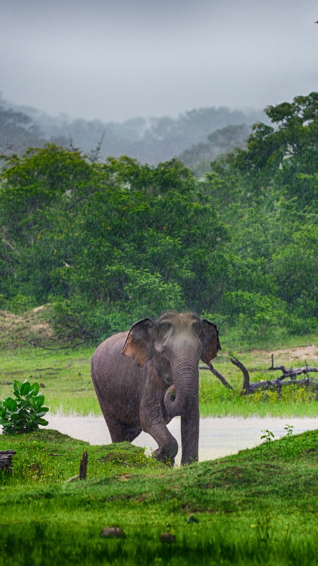 Éléphant Sur Champ D'herbe Verte Près de la Rivière Pendant la Journée. Wallpaper in 1080x1920 Resolution