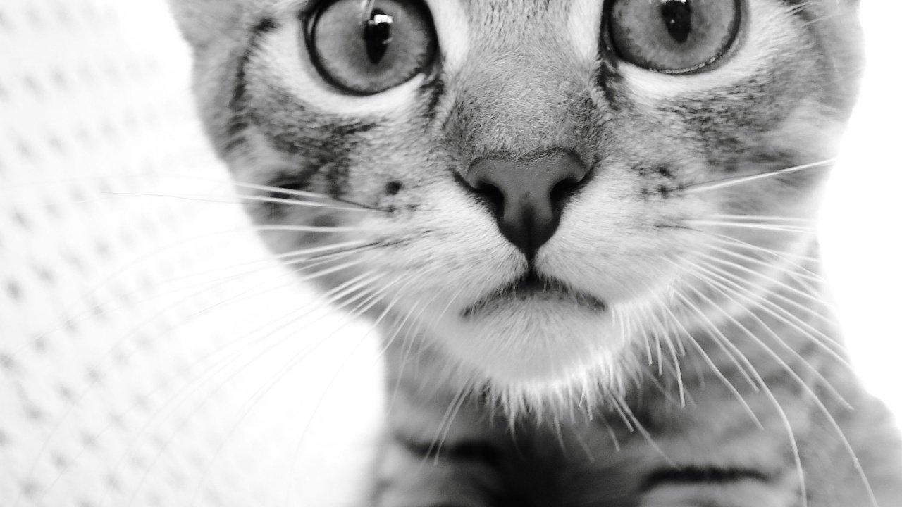 Gato Gris y Negro Sobre Textil Blanco. Wallpaper in 1280x720 Resolution