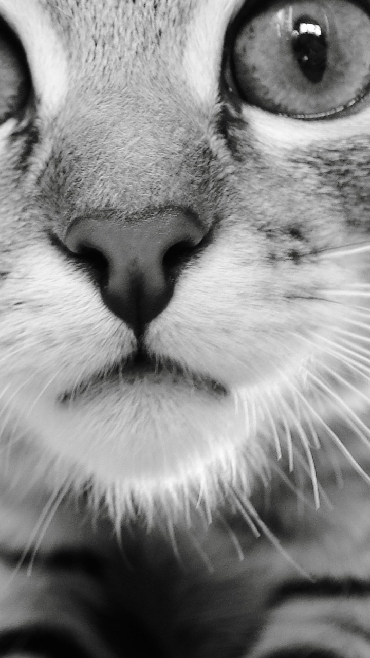 Gato Gris y Negro Sobre Textil Blanco. Wallpaper in 720x1280 Resolution