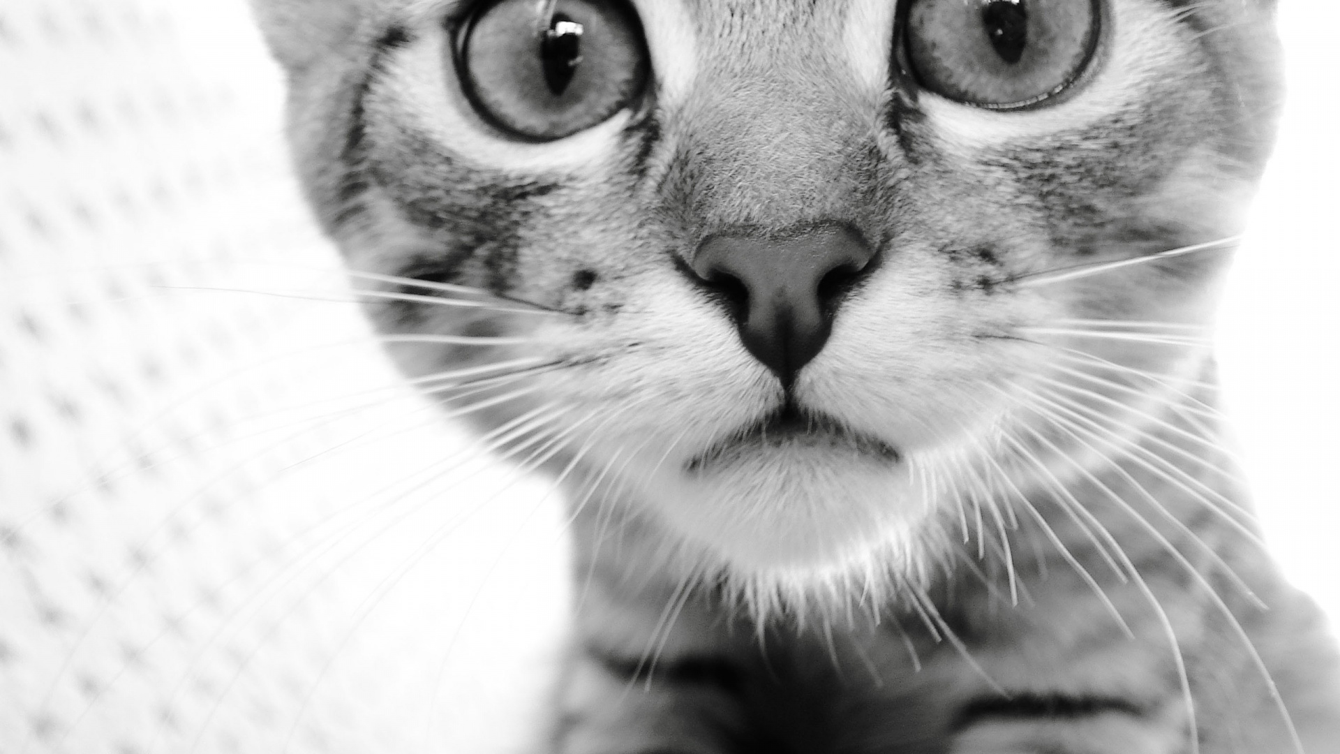 Chat Gris et Noir Sur Textile Blanc. Wallpaper in 1920x1080 Resolution