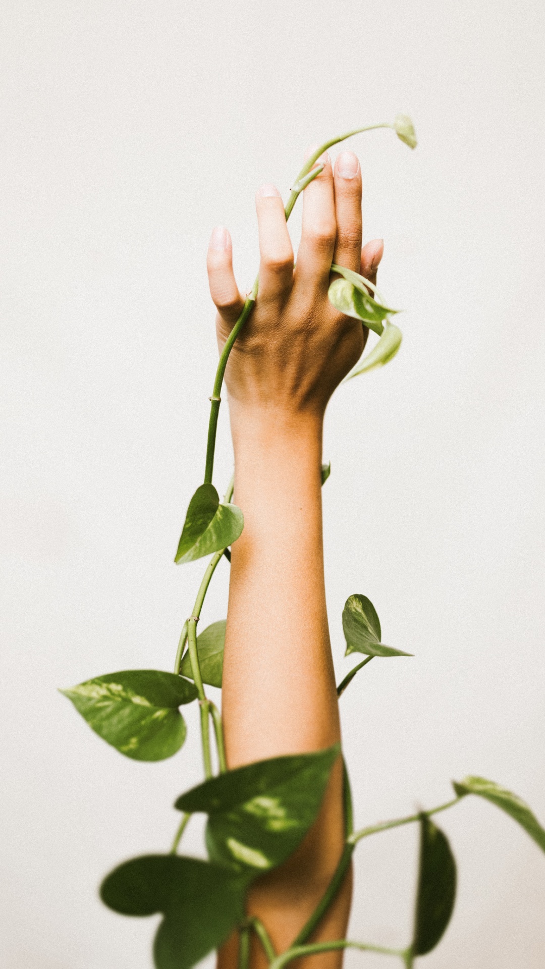 Person Holding Green Leaf Plant. Wallpaper in 1080x1920 Resolution