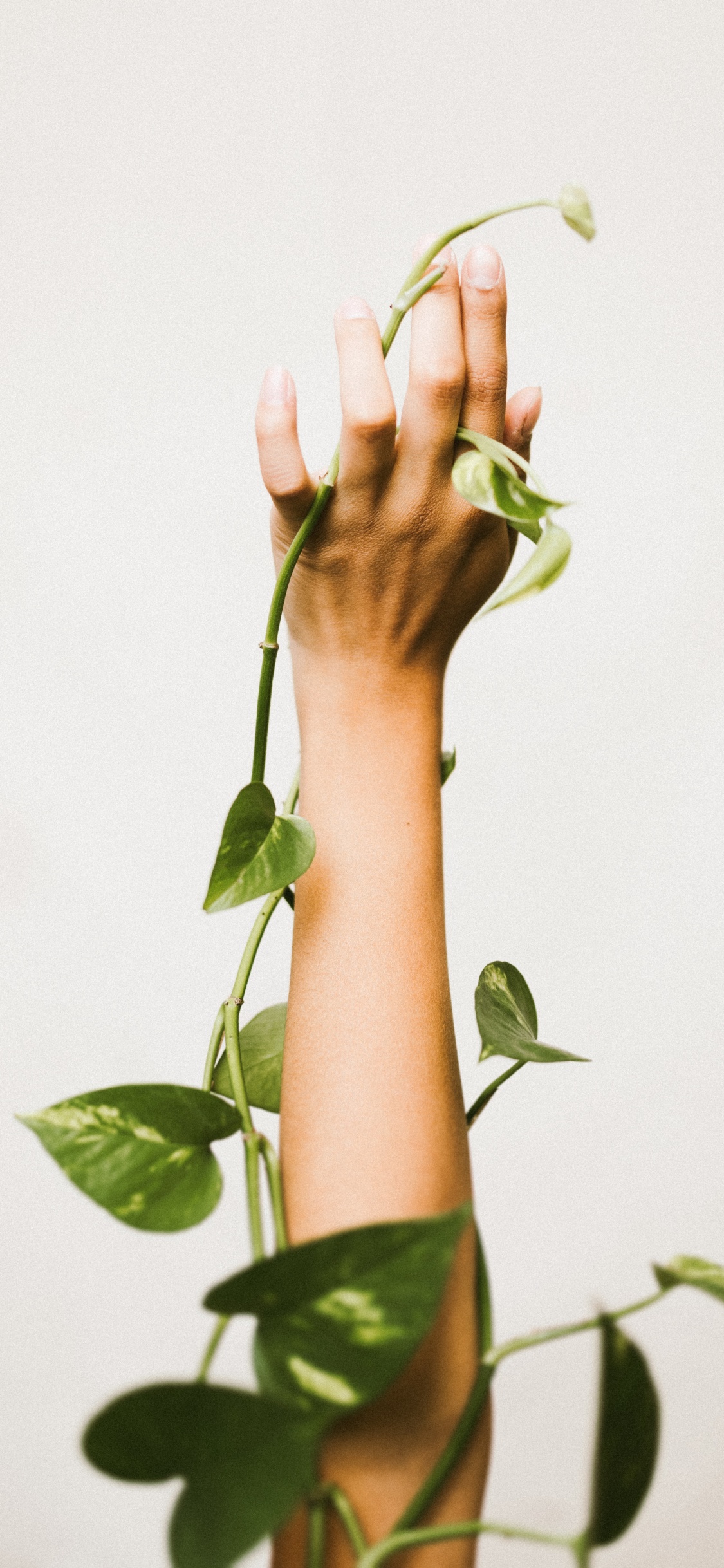 Person Holding Green Leaf Plant. Wallpaper in 1125x2436 Resolution