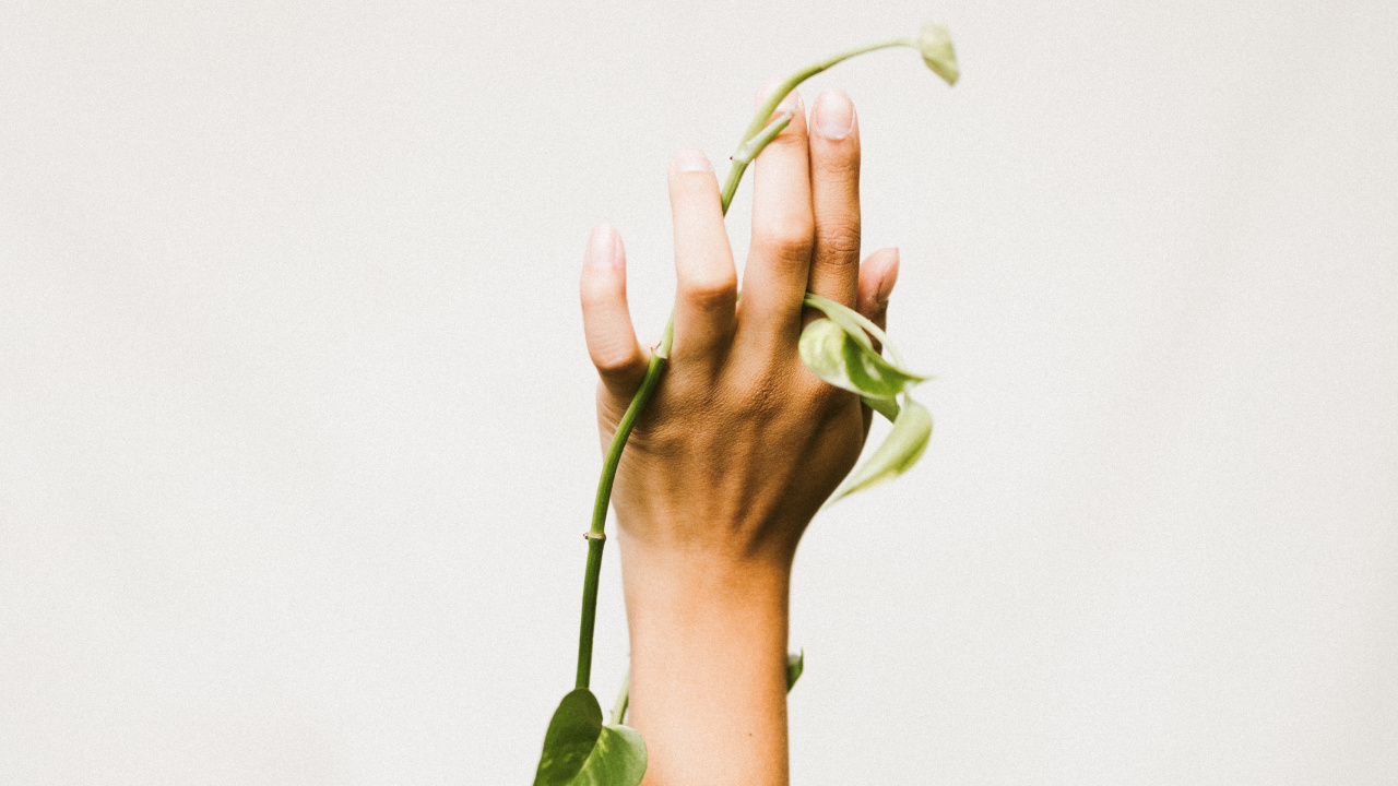 Person Holding Green Leaf Plant. Wallpaper in 1280x720 Resolution