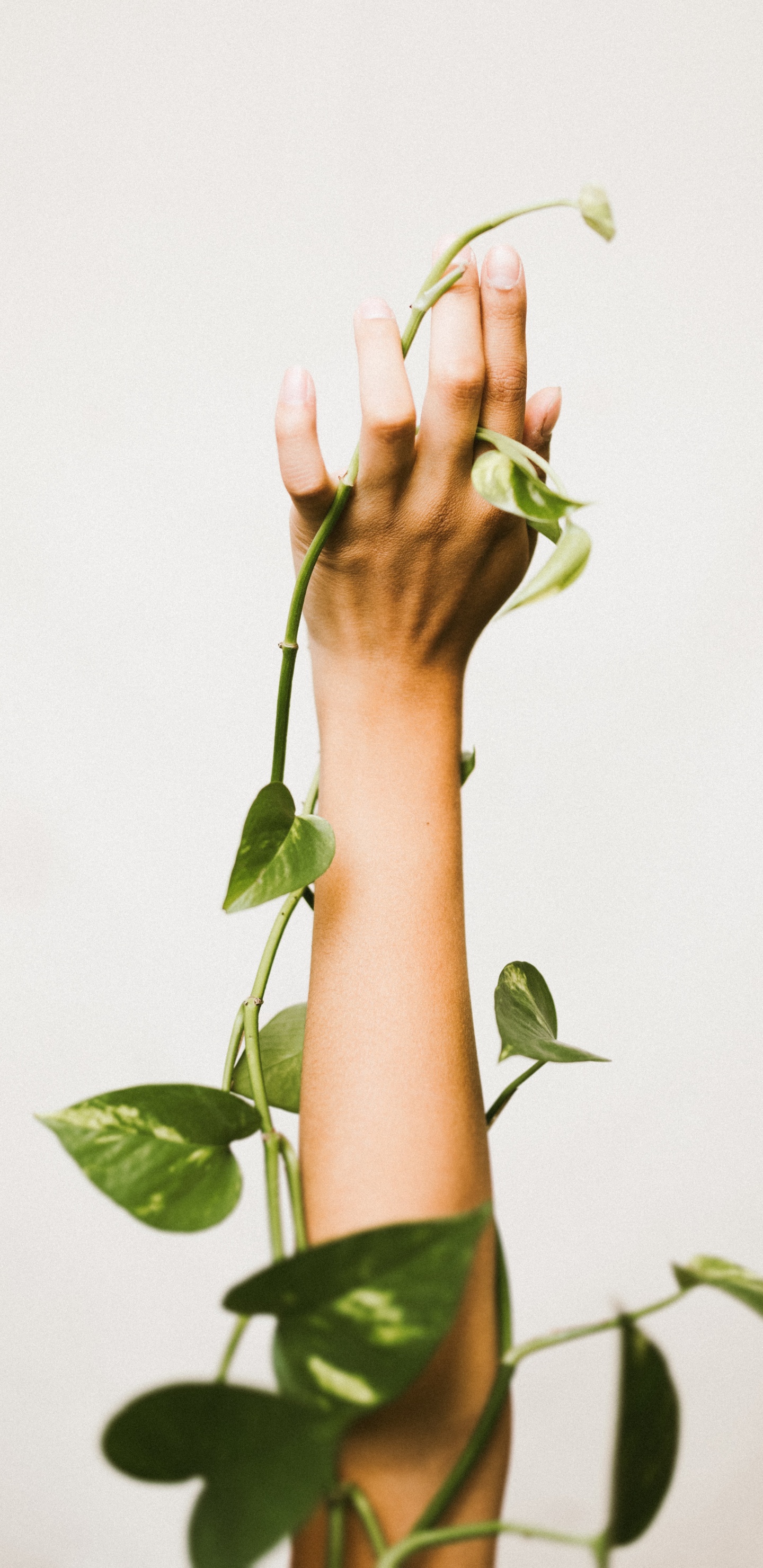 Person Holding Green Leaf Plant. Wallpaper in 1440x2960 Resolution