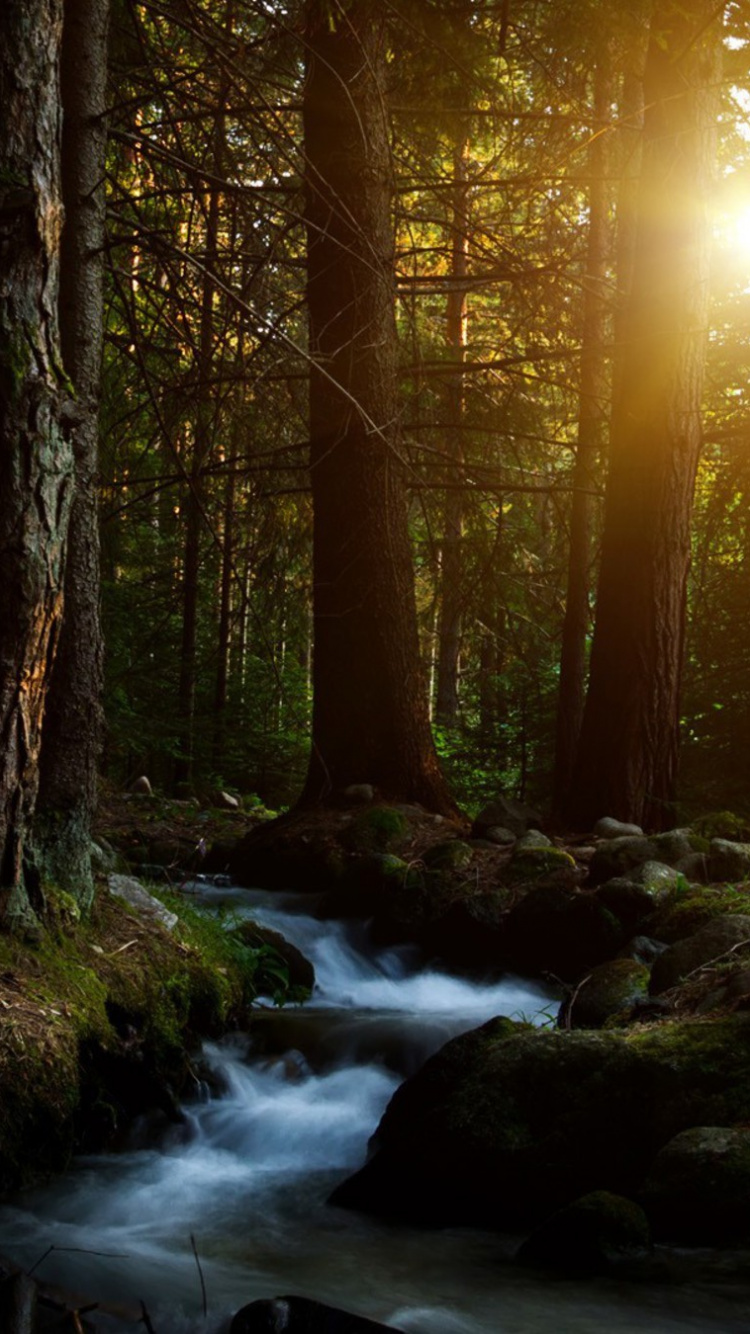Rivière Dans Les Bois Pendant la Journée. Wallpaper in 750x1334 Resolution