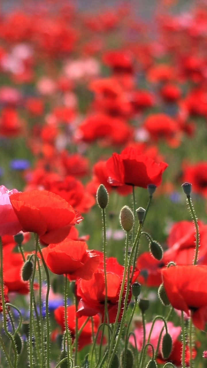 Fleurs Blanches et Rouges Dans le Domaine. Wallpaper in 720x1280 Resolution
