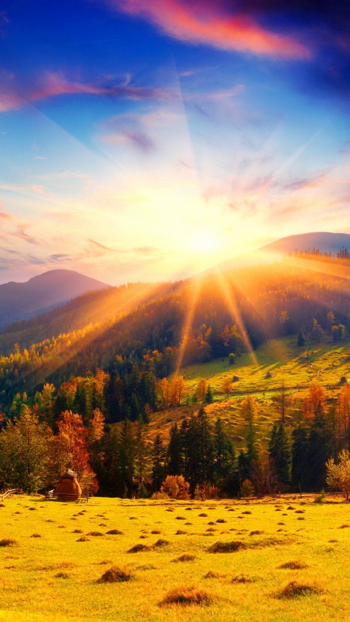 Herbst, Kunst, Entspannungsmusik, Natur, Baum. Wallpaper in 720x1280 Resolution