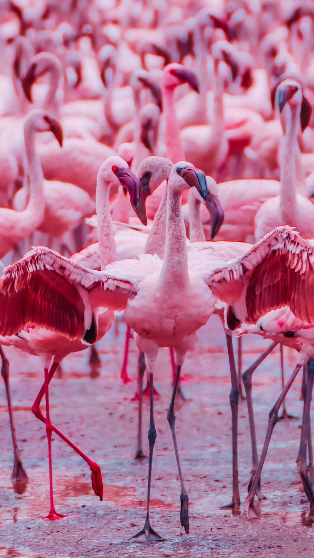 Flamingo, Flamant Rose, Oiseau, Eau, Bec. Wallpaper in 1080x1920 Resolution