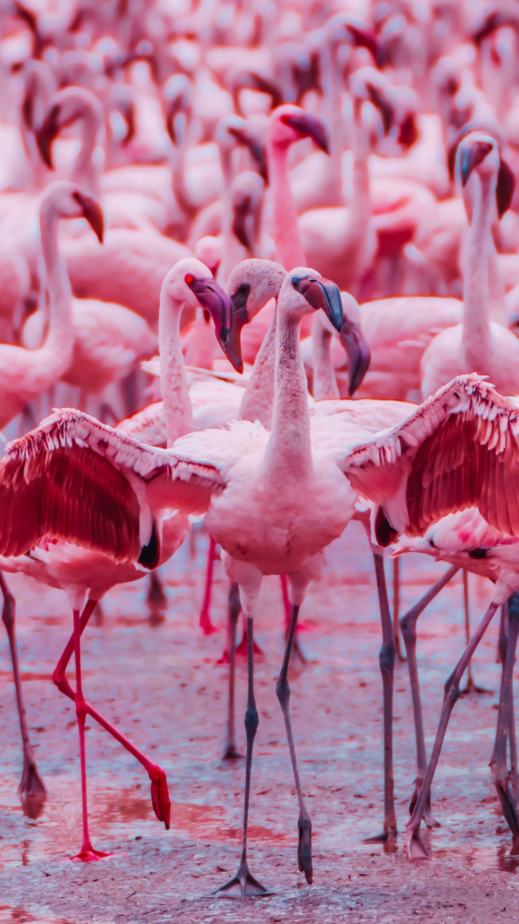 Flamingo, Flamant Rose, Oiseau, Eau, Bec. Wallpaper in 750x1334 Resolution