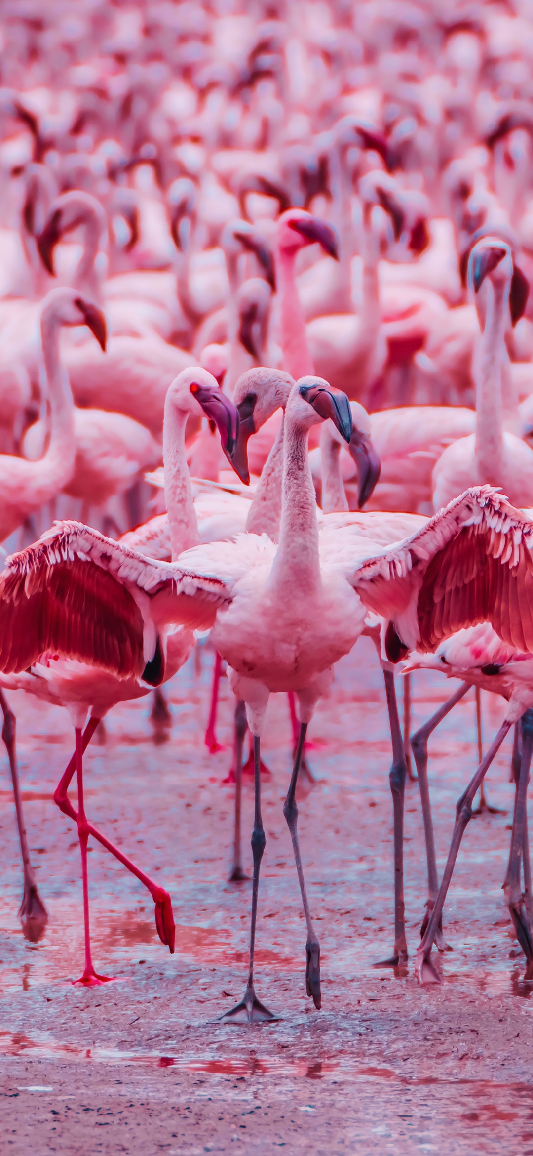 Aesthetic Pink Flamingo Bird 4K Phone Wallpaper