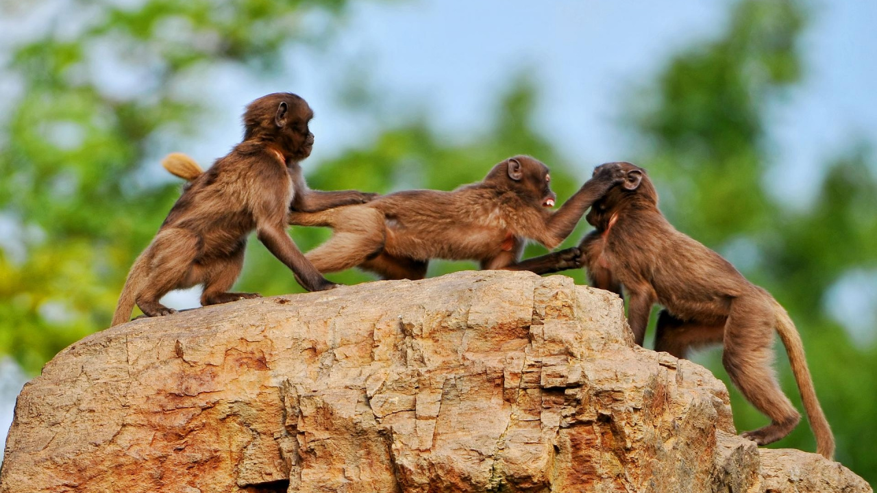 Brown Monkeys on Brown Rock During Daytime. Wallpaper in 1280x720 Resolution