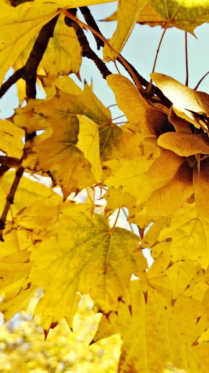 Blatt, Maple Leaf, Baum, Herbst, Laub. Wallpaper in 720x1280 Resolution