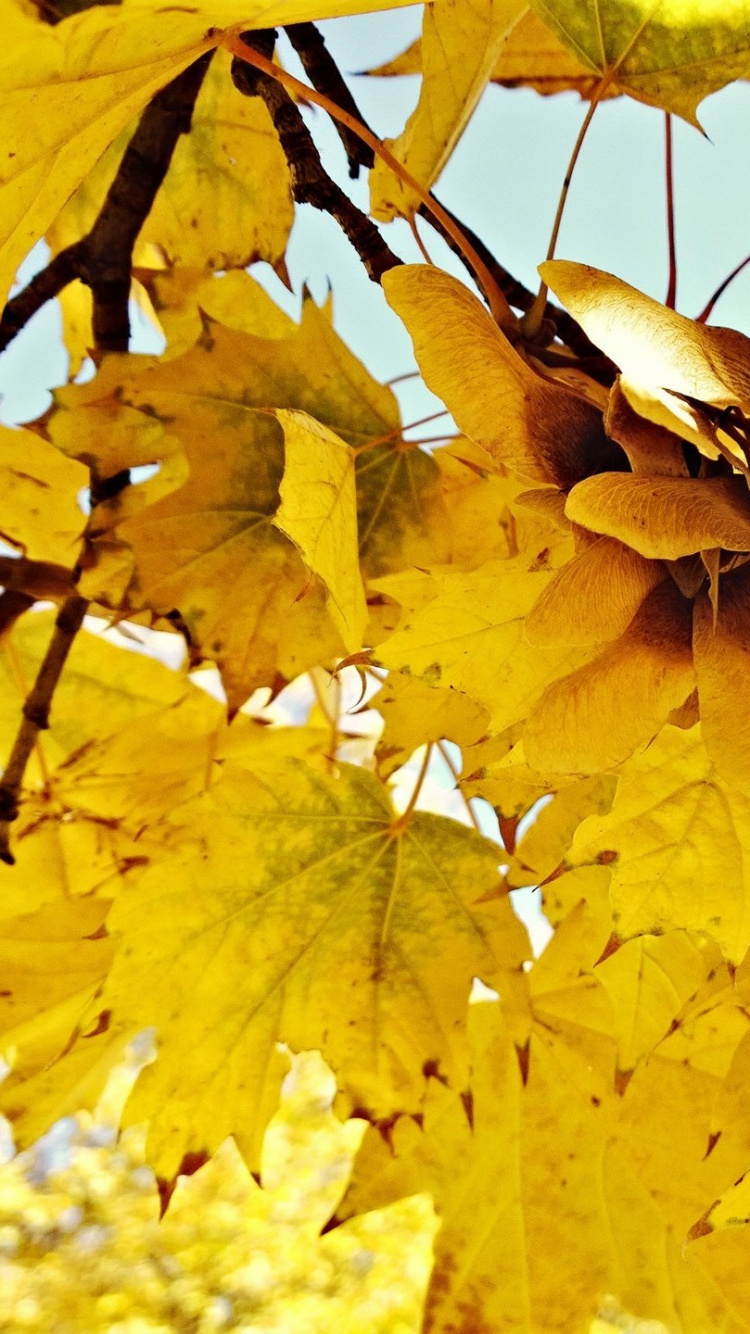 Feuille, la Feuille D'érable, Feuilles Caduques, Jaune, Papier. Wallpaper in 750x1334 Resolution