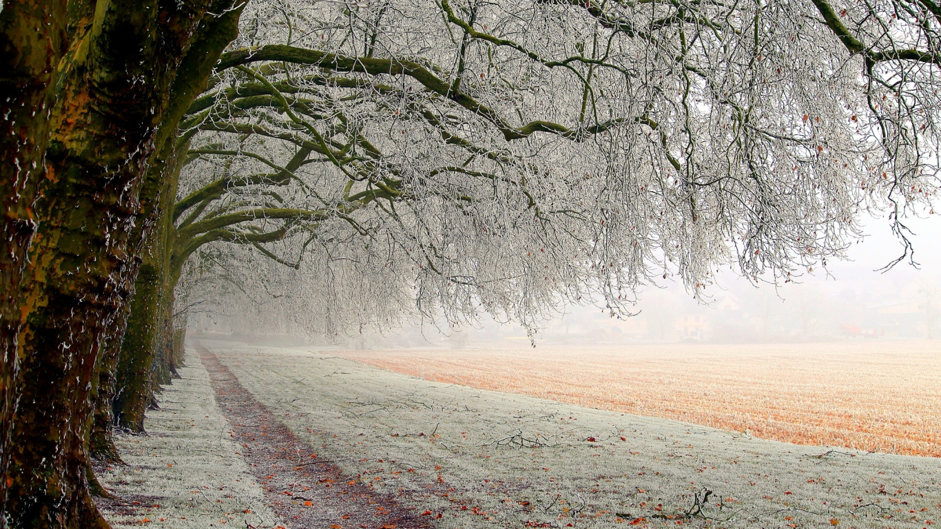 Kahlen Baum Auf Braunem Feld Tagsüber. Wallpaper in 1366x768 Resolution