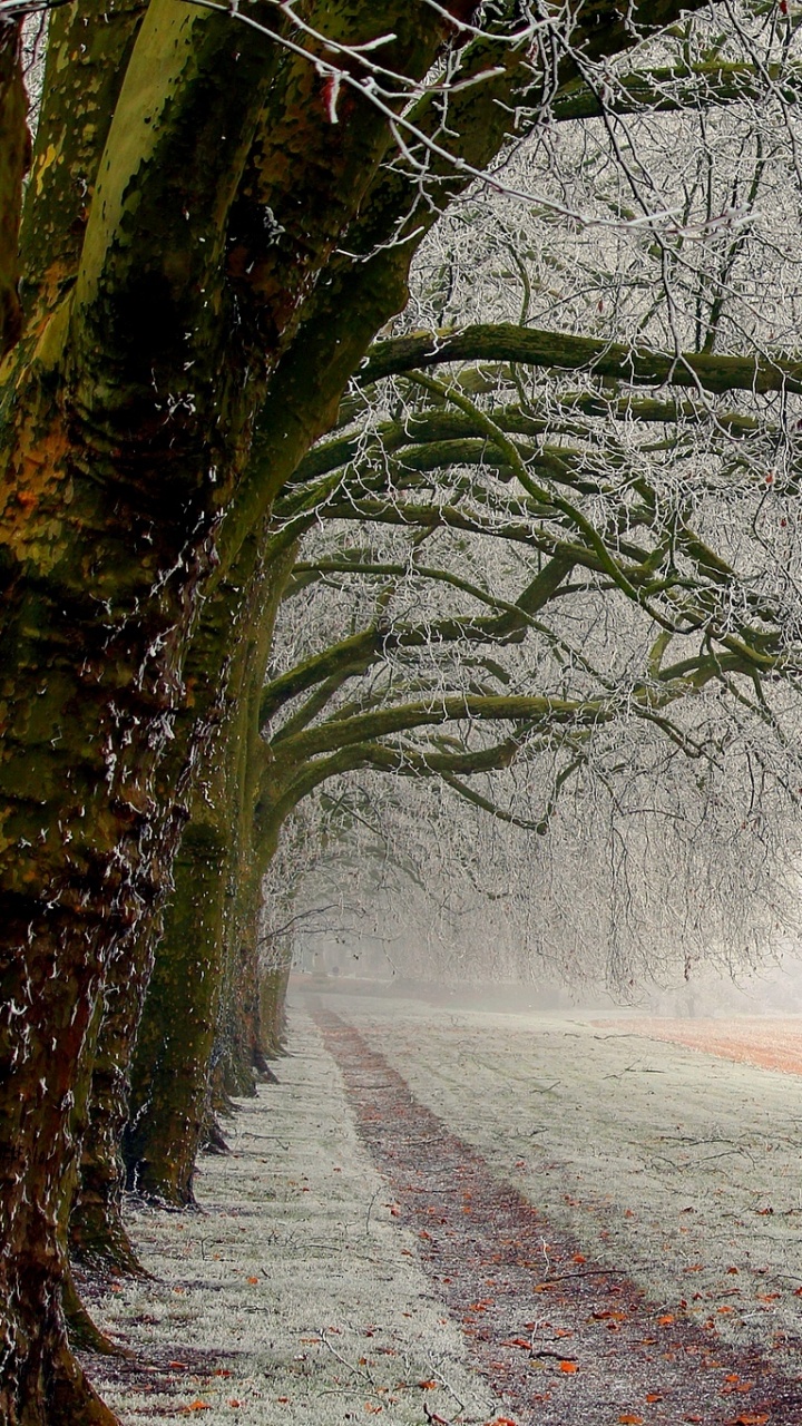Arbre Sans Feuilles Sur Champ Brun Pendant la Journée. Wallpaper in 720x1280 Resolution