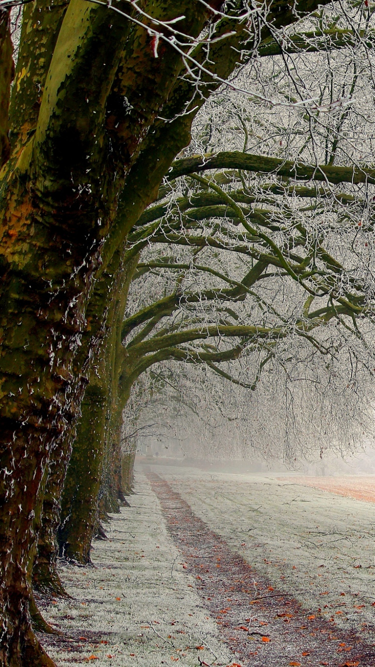 Arbre Sans Feuilles Sur Champ Brun Pendant la Journée. Wallpaper in 750x1334 Resolution