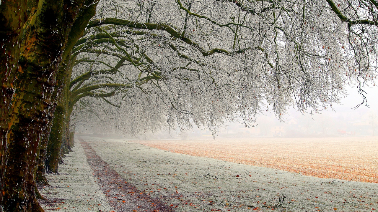 Leafless Tree on Brown Field During Daytime. Wallpaper in 1280x720 Resolution